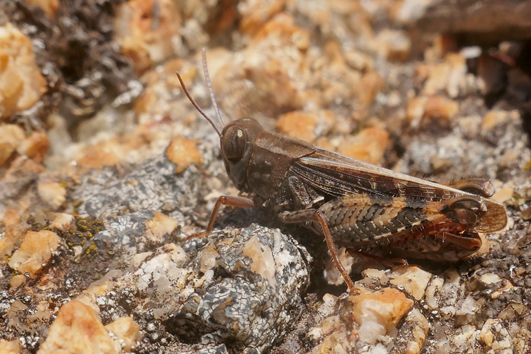Calliptamus barbarus &copy; Marc Corail
