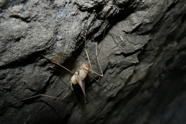 Dolichopoda azami &copy; Marc Corail