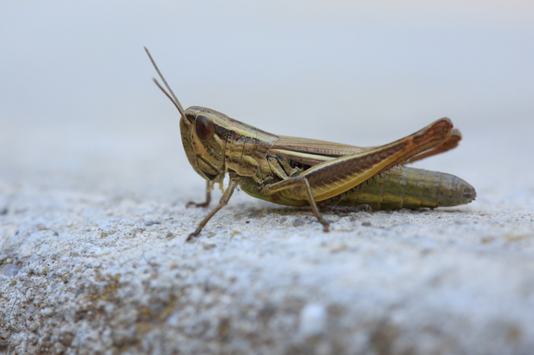 Euchorthippus declivus &copy; Marc Corail - Parc national des Ecrins