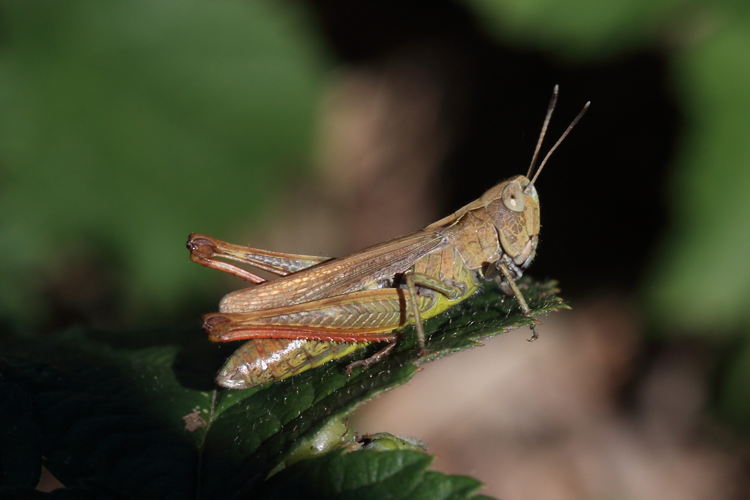 Gomphocerippus rufus &copy; Marc Corail