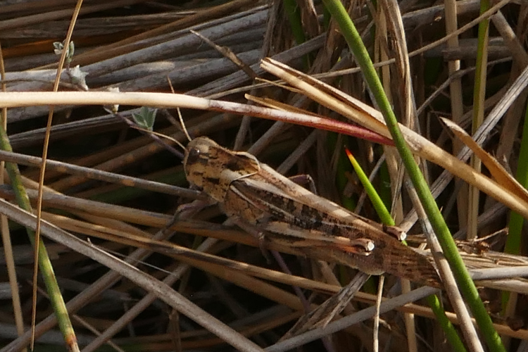 Locusta migratoria &copy; Marc Corail