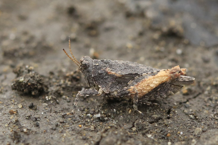 Tetrix tuerki &copy; Marc Corail