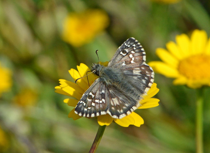 Pyrgus armoricanus &copy; Jean Raillot