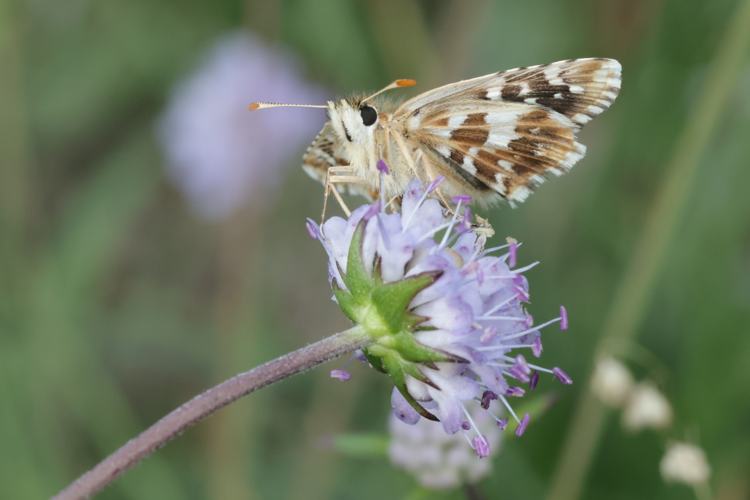 Pyrgus cirsii &copy; Marc Corail