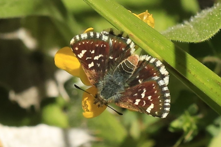 Spialia sertorius &copy; Marc Corail