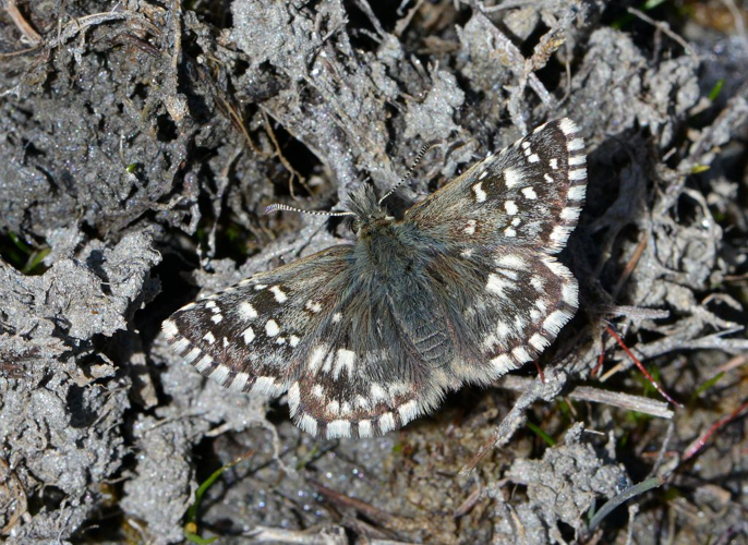 Pyrgus malvae &copy; Jean Raillot