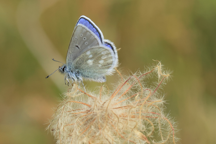 Agriades orbitulus &copy; Marc Corail