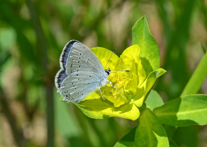 Cupido alcetas  &copy; Jean Raillot