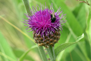 Rhapontique scarieux (capitule) © Cédric Dentant - Parc national des Ecrins
