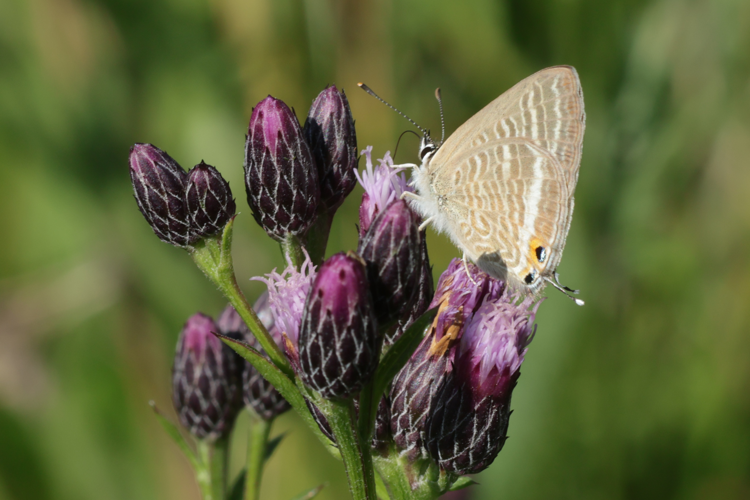Lampides boeticus &copy; Marc Corail