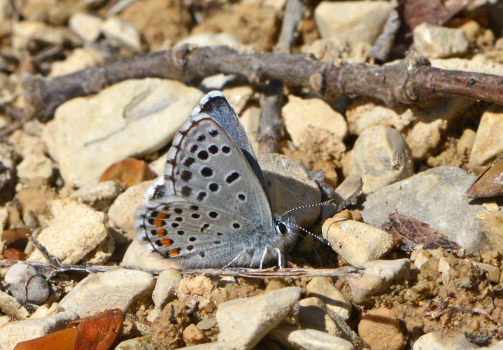 Pseudophilotes baton &copy; Jean Raillot