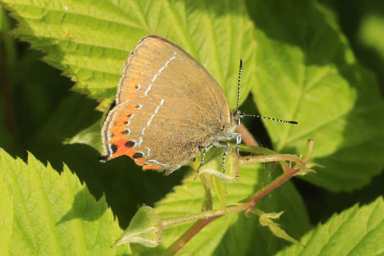 Satyrium pruni &copy; Marc Corail