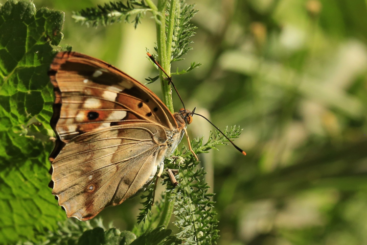 Apatura ilia &copy; Marc Corail