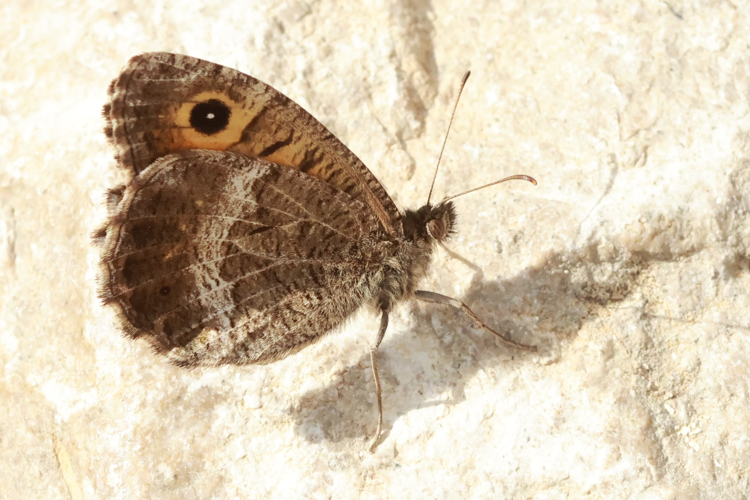 Arethusana arethusa &copy; Marc Corail