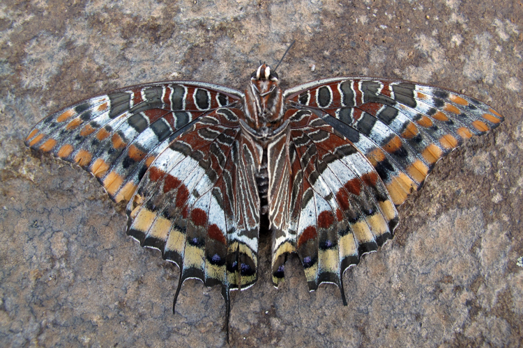 Charaxes jasius &copy; Marc Corail