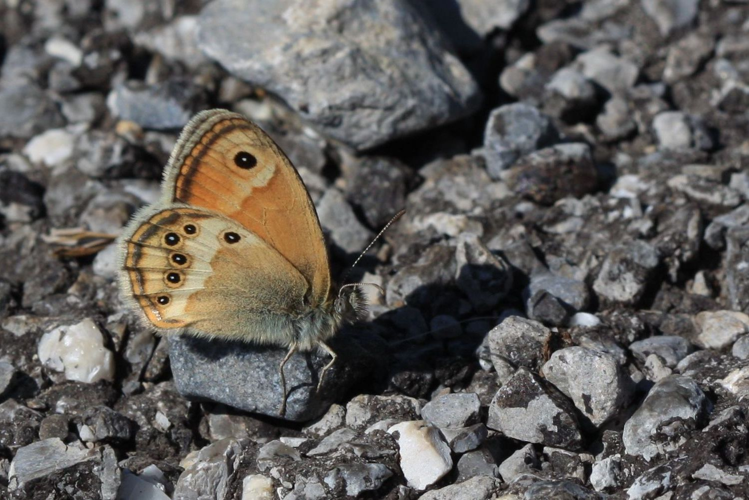Coenonympha dorus &copy; Marc Corail