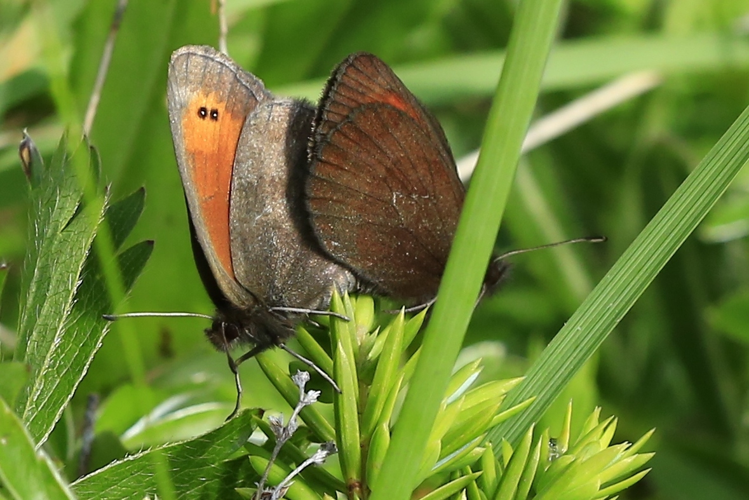Erebia aethiopellus &copy; Marc Corail