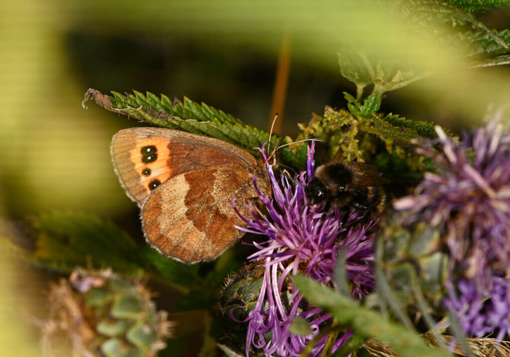 Erebia aethiops &copy; Jean Raillot