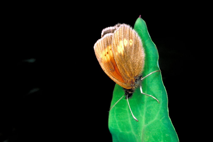 Erebia manto &copy; Jean-Marie Goureau