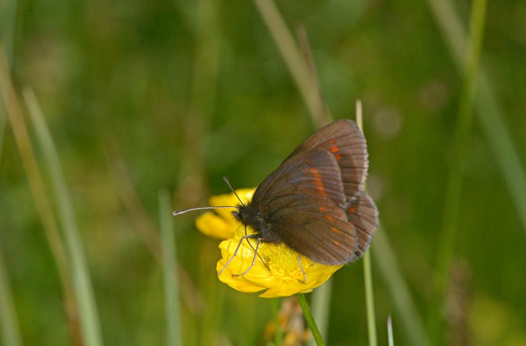 Erebia pharte &copy; Jean Raillot