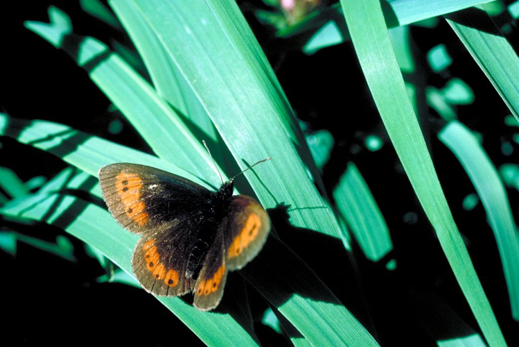 Erebia pronoe &copy; Jean-Marie Gourreau