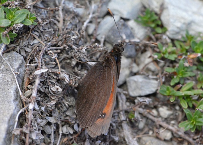 Erebia scipio &copy; Jean Raillot
