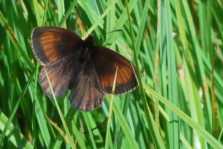 Erebia mnestra  &copy; Marc Corail