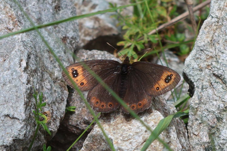 Erebia triarius &copy; Marc Corail