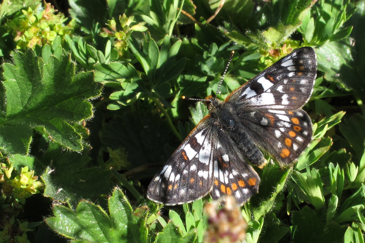 Euphydryas cynthia &copy; Marc Corail