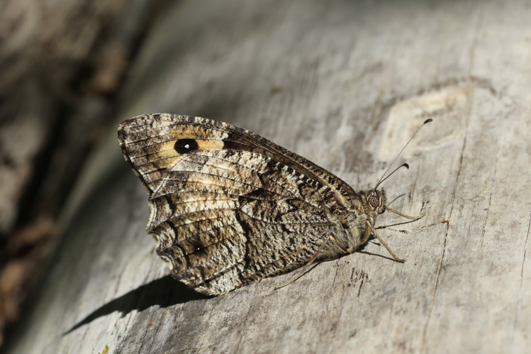 Hipparchia fagi &copy; Marc Corail