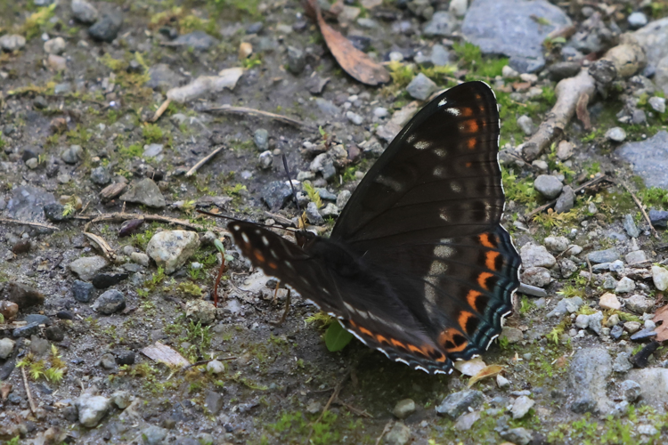 Limenitis populi &copy; Marc Corail
