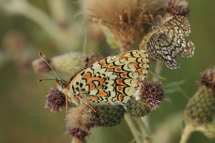 Melitaea phoebe &copy; Marc Corail
