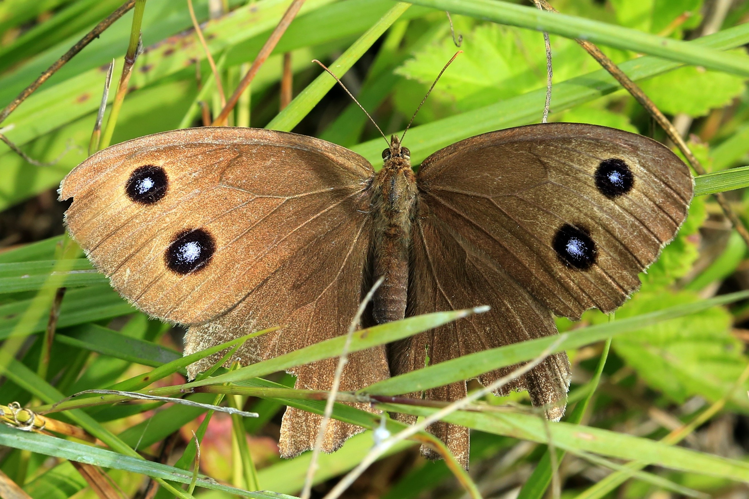 Minois dryas &copy; Marc Corail