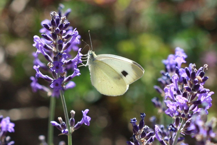 Pieris mannii &copy; Marc Corail