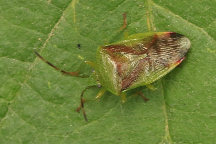 Elasmostethus interstinctus &copy; Marc Corail