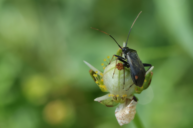 Adelphocoris seticornis &copy; Marc Corail