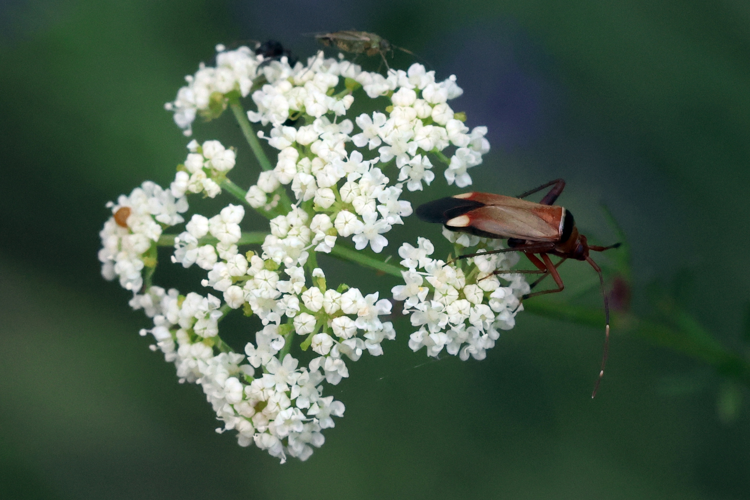 Adelphocoris vandalicus &copy; Marc Corail