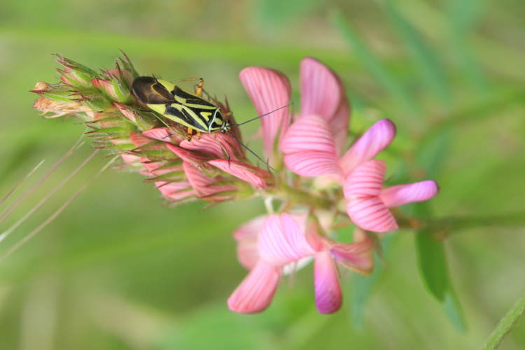 Brachycoleus decolor &copy; Marc Corail