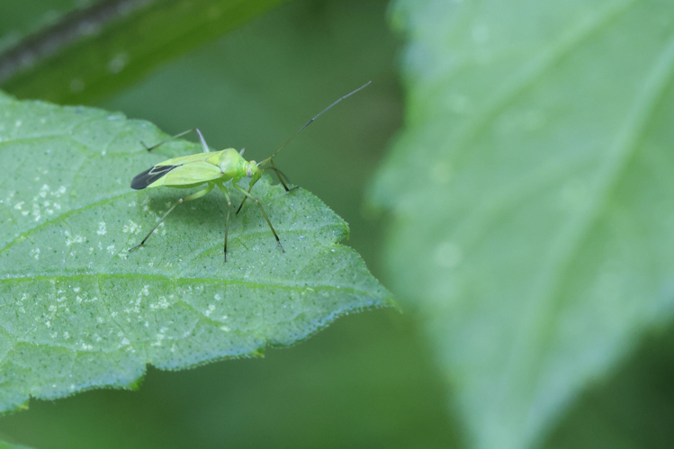 Calocoris affinis &copy; Marc Corail