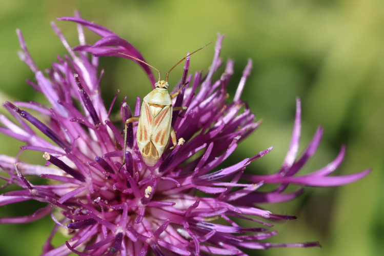 Calocoris roseomaculatus &copy; Marc Corail