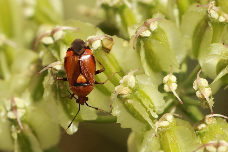 Deraeocoris ruber &copy; Marc Corail
