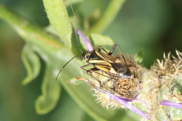 Hadrodemus m-flavum &copy; Marc Corail