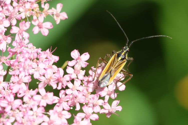 Leptopterna dolabrata &copy; Marc Corail