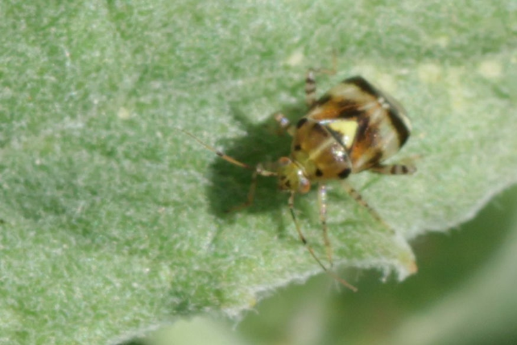 Liocoris tripustulatus &copy; Marc Corail