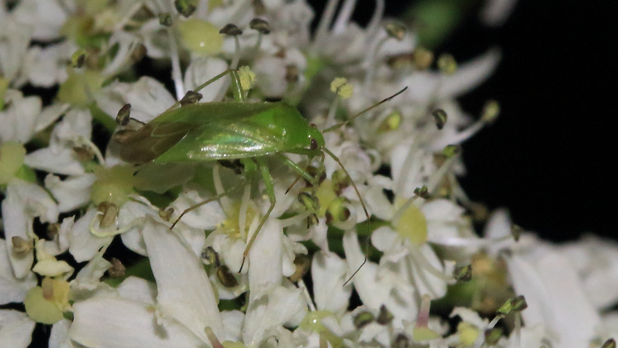 Lygocoris pabulinus &copy; Marc Corail