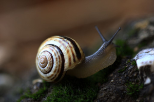 Escargot des forêts © Damien Combrisson - Parc national des Ecrins
