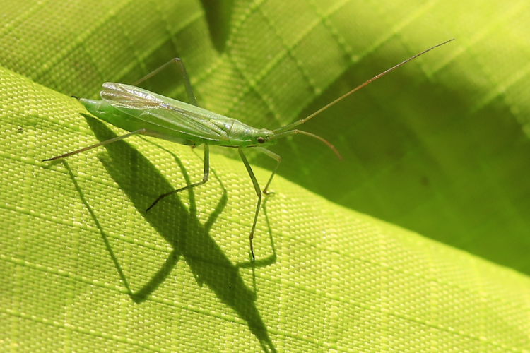 Megaloceroea recticornis &copy; Marc Corail