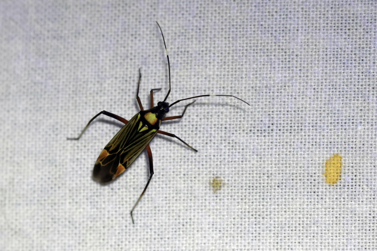 Miris striatus &copy; Marc Corail