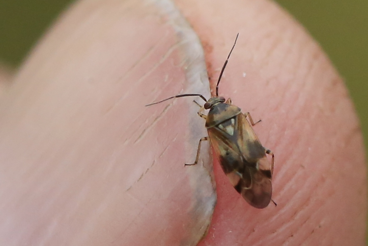  Orthops &copy; Marc Corail