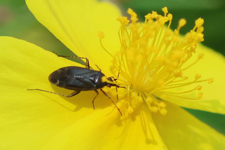 Plagiognathus arbustorum &copy; Marc Corail